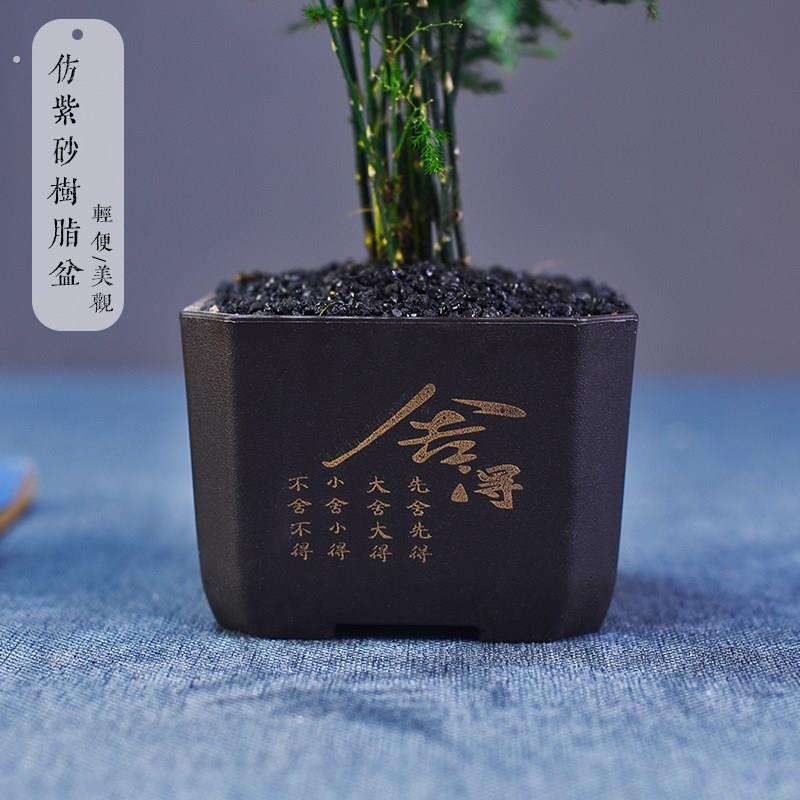 文竹盆栽室内绿植好养桌面古风艺术小盆景桌面茶几办公摆件装饰