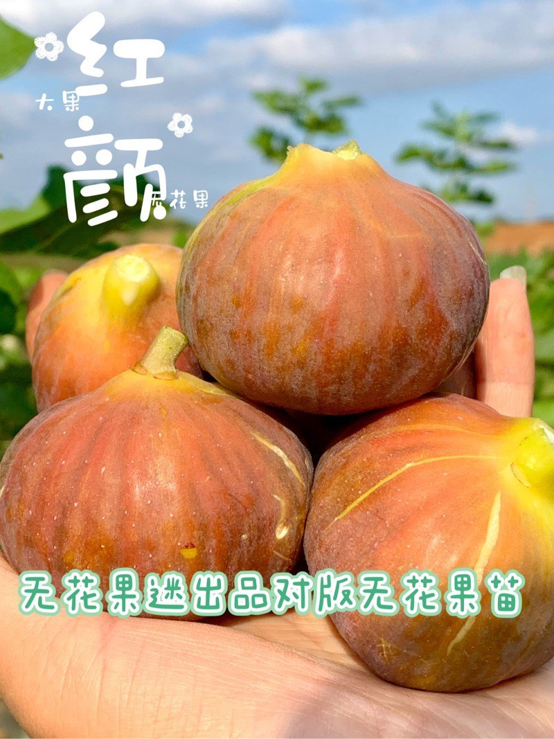 红颜（粉色金傲芬）大果型无花果树苗易来果甜度高口感好带盆土发