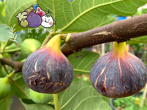 无花果迷丰产好吃色彩变无花果树