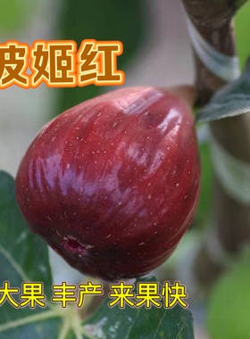 【无花果迷出品】波姬红大果品种耐阴容易结果红色果盆栽地栽南北