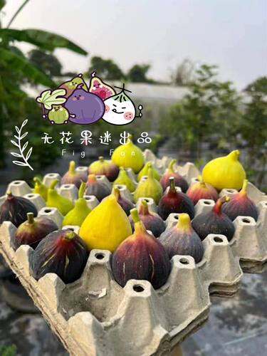 无花果树苗庭院花园种植果苗宝妈