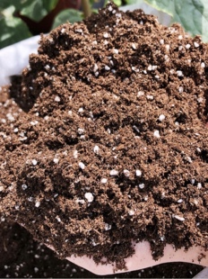 无花果蓝莓泥炭土专用土可直接用长势快透气疏松有机质配方土10升