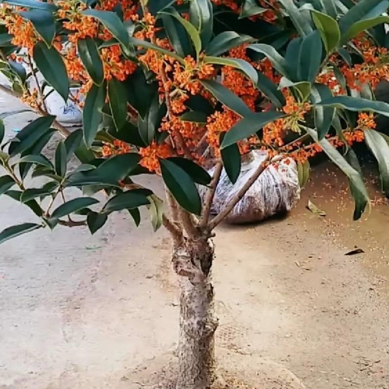 速发桂花苗嫁接桂花盆栽地栽庭院四季桂金桂丹桂沉香桂浓香花卉