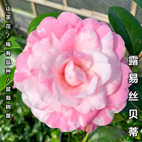 露易丝贝蒂茶花盆栽植物