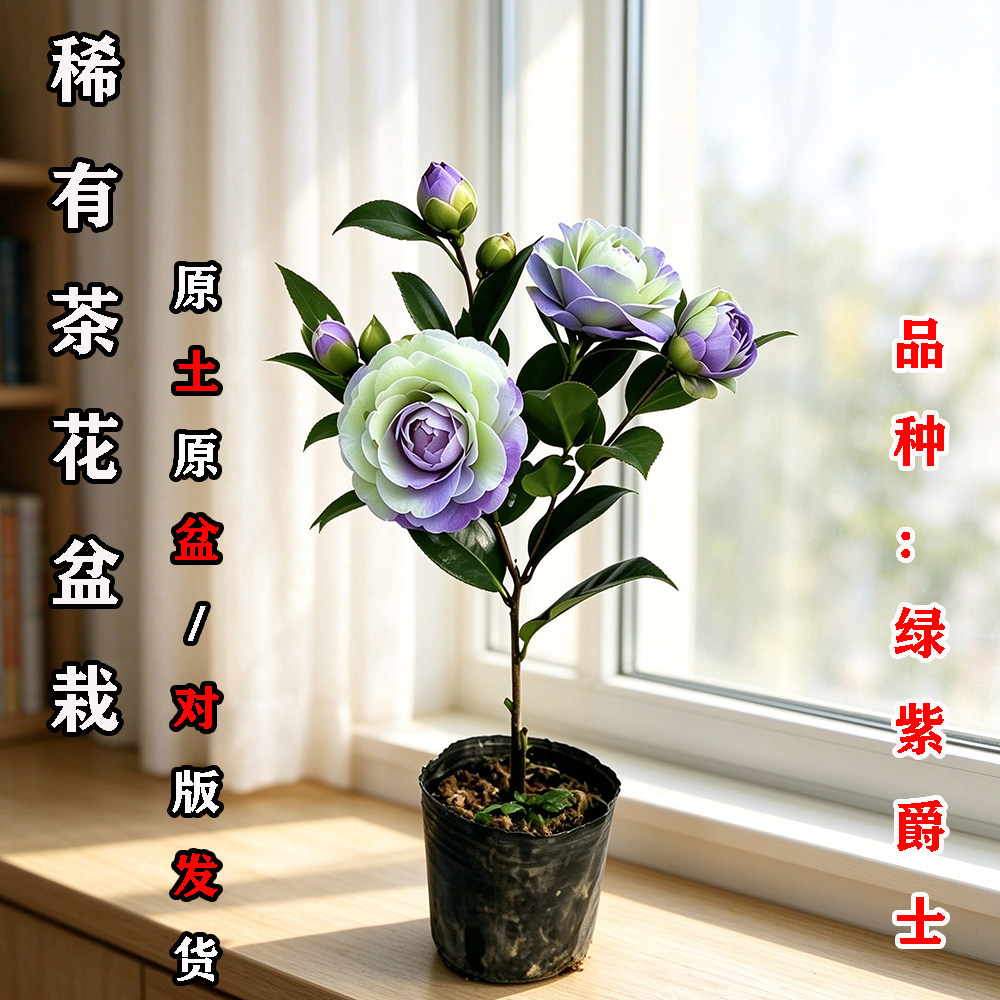 绿紫爵士茶花盆栽名贵品种高档室外内阳台庭院客厅山茶花花卉植物