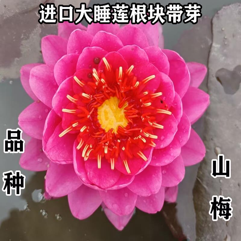 山梅睡莲花池塘水缸鱼塘庭院大小睡莲根块开花球根花卉水培耐寒