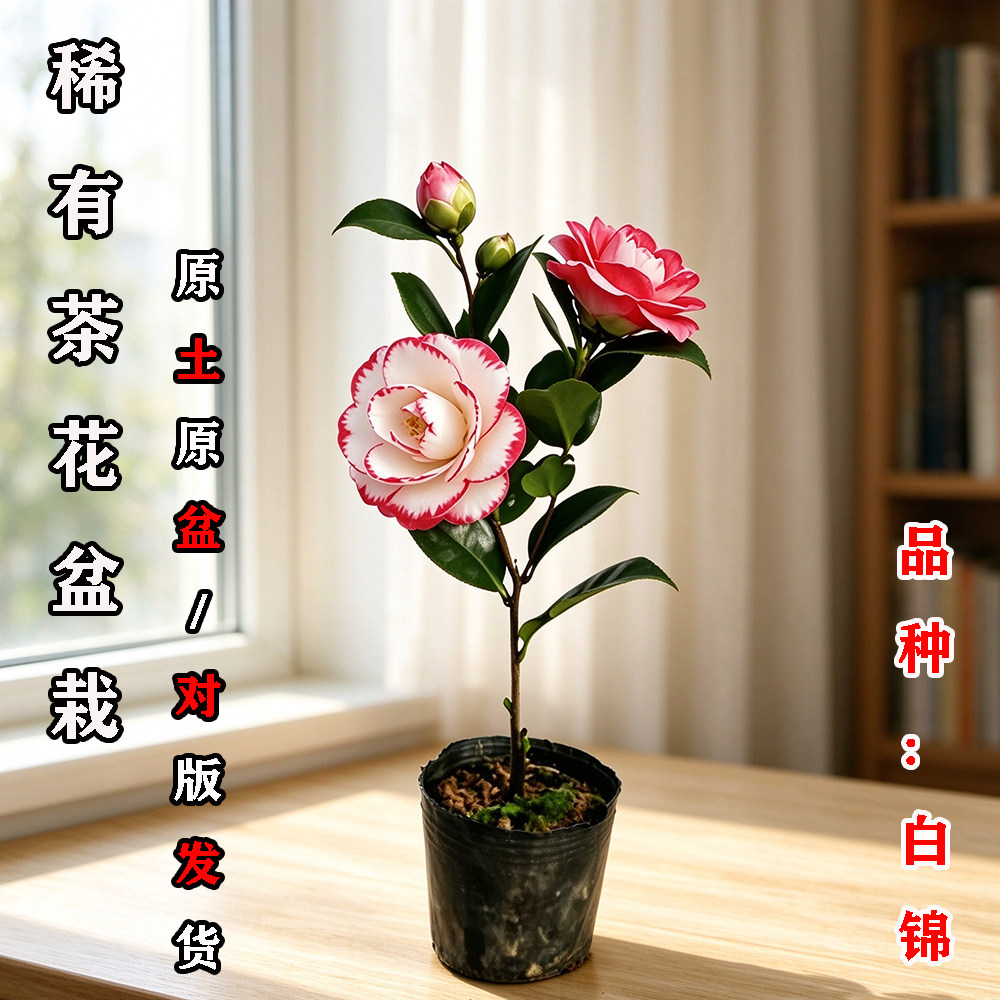 白锦茶花盆栽名贵品种高档室外内阳台庭院客厅山茶花苗花卉植物