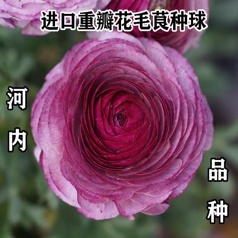 河内花毛茛种球重瓣洋牡丹球根花卉种子芹菜花耐寒四季盆栽绿植