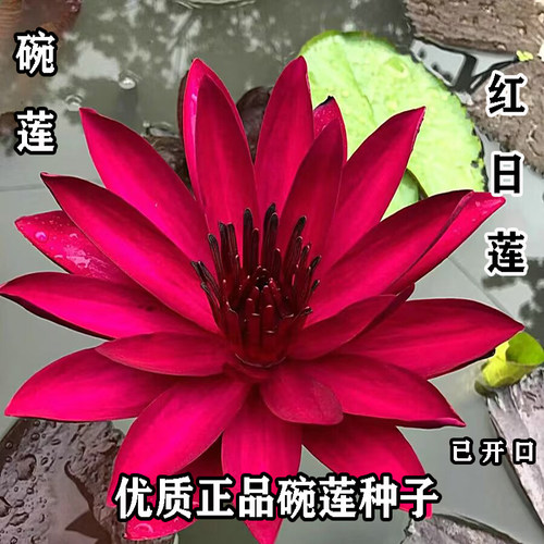 碗莲种子四季耐寒水培易养