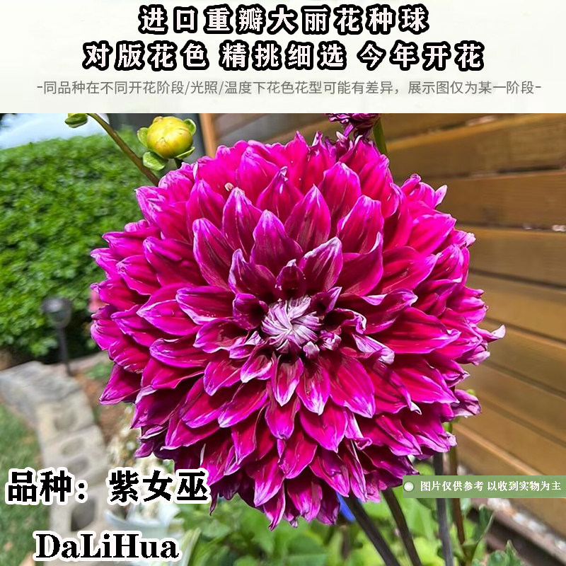 紫女巫大丽花种球进口重瓣大丽花地瓜苗耐寒庭院阳台盆栽球根花卉