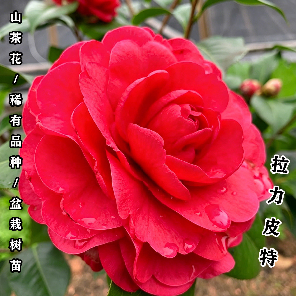 拉力皮特茶花盆栽名贵品种高档室外内阳台庭院客厅山茶花花卉植物