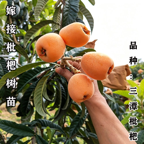 三潭枇杷树苗嫁接枇杷果树苗特大果无核琵琶庭院水果苗南北方种植