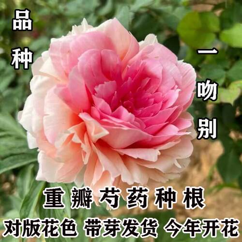 一吻别芍药花苗重瓣带芽种