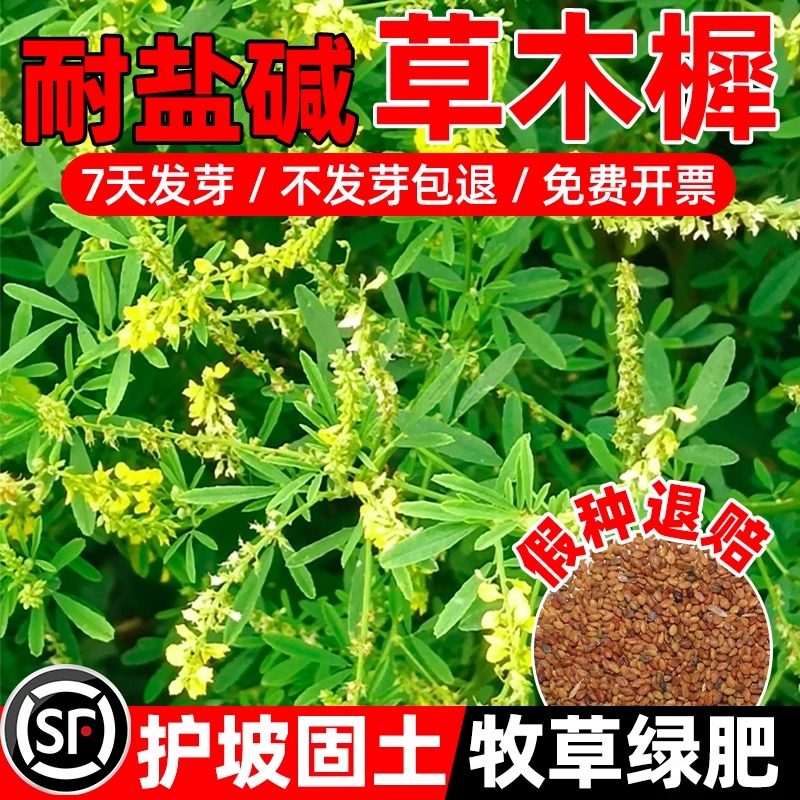 草木犀种子绿肥黄花苜蓿草木樨夏季耐旱耐热护坡蜜源植物四季牧草