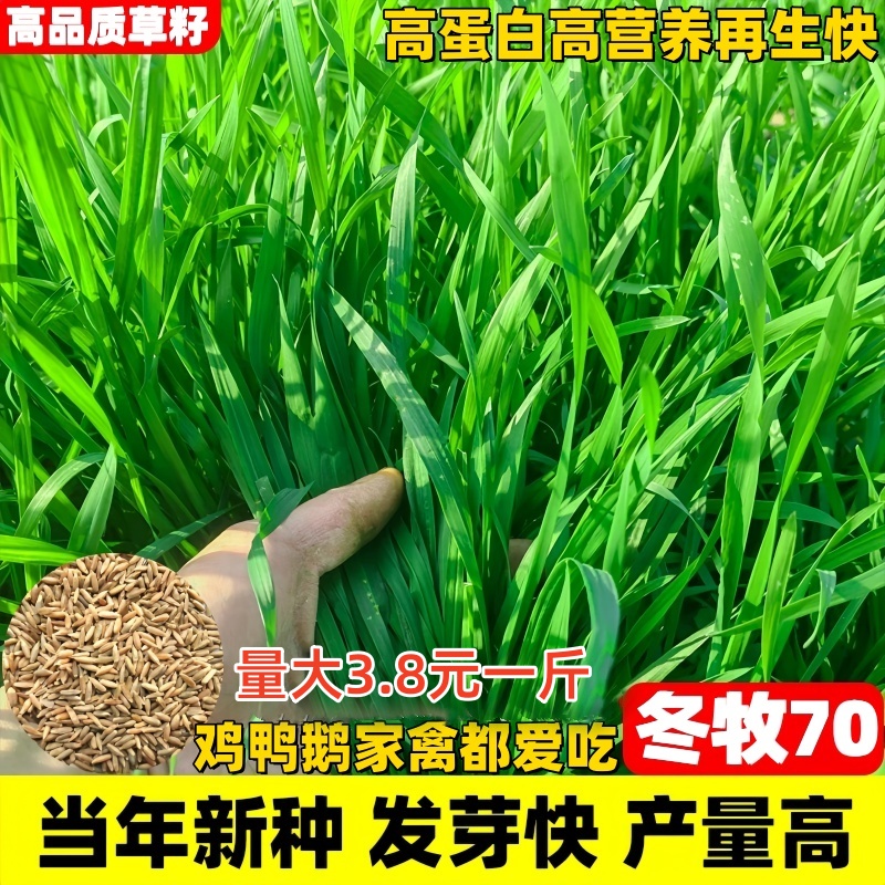 高产牧草冬牧70黑麦草种籽耐寒养殖家畜四季常青多年生牛羊鱼草籽