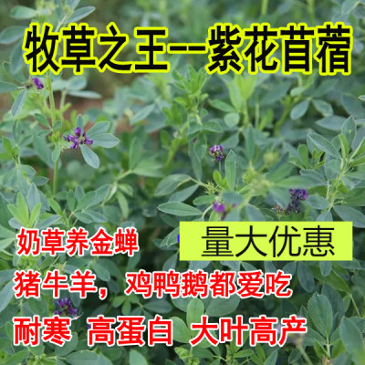 紫花苜蓿草种籽多年生牧草种子四季养殖喂羊牛鸡鸭鹅草鱼牧草种籽
