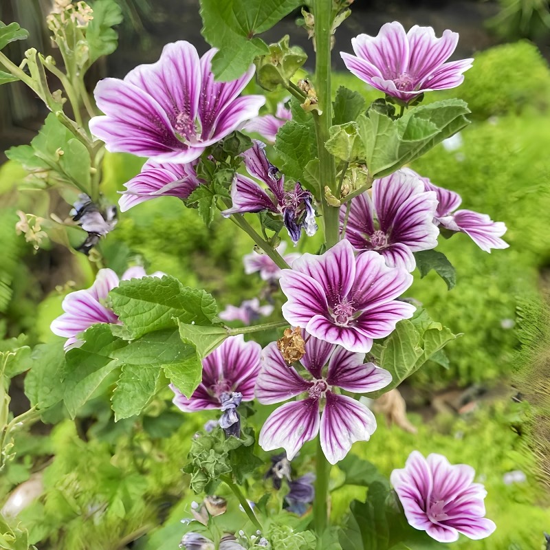 锦葵种子荆葵小钱葵妖精起司蜀葵