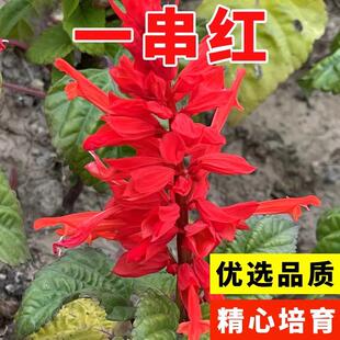 一串红种子四季播多年生耐寒阳台盆栽一串蓝花苗象牙红串串红花籽