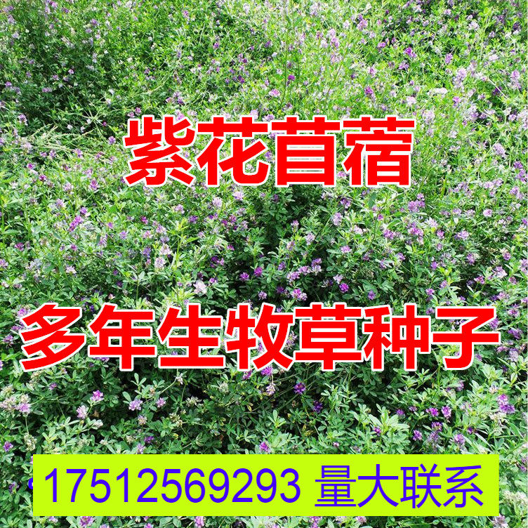 紫花苜蓿种子草种子草籽 猪牛羊鸡鸭鹅鱼兔虾 多年生牧草四季播种