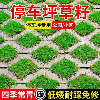 停车场草籽护坡砖格种子耐踏草种