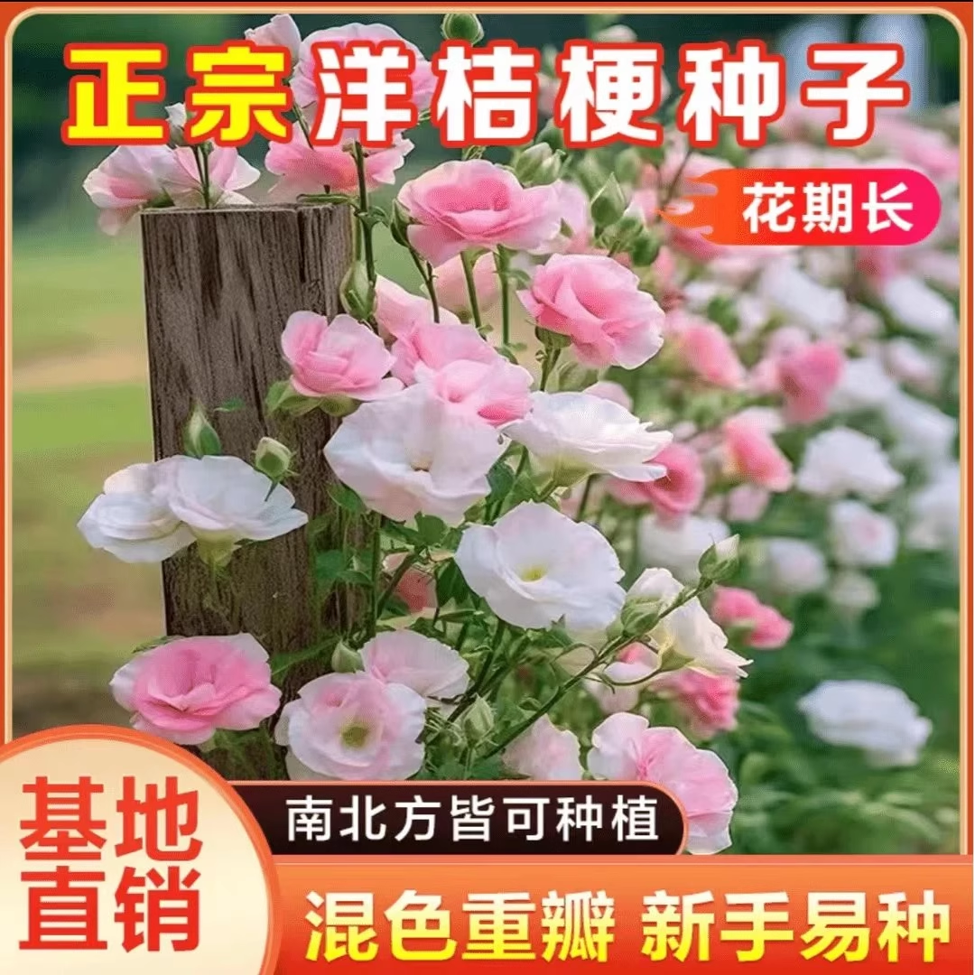 洋桔梗花种子桔梗花四季易种阳台庭院盆栽地栽南北方四季种植花卉