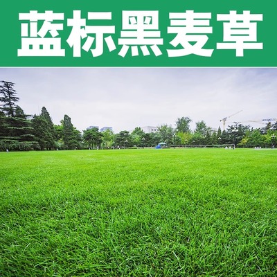 四季常青蓝标黑麦草草籽矮生庭院