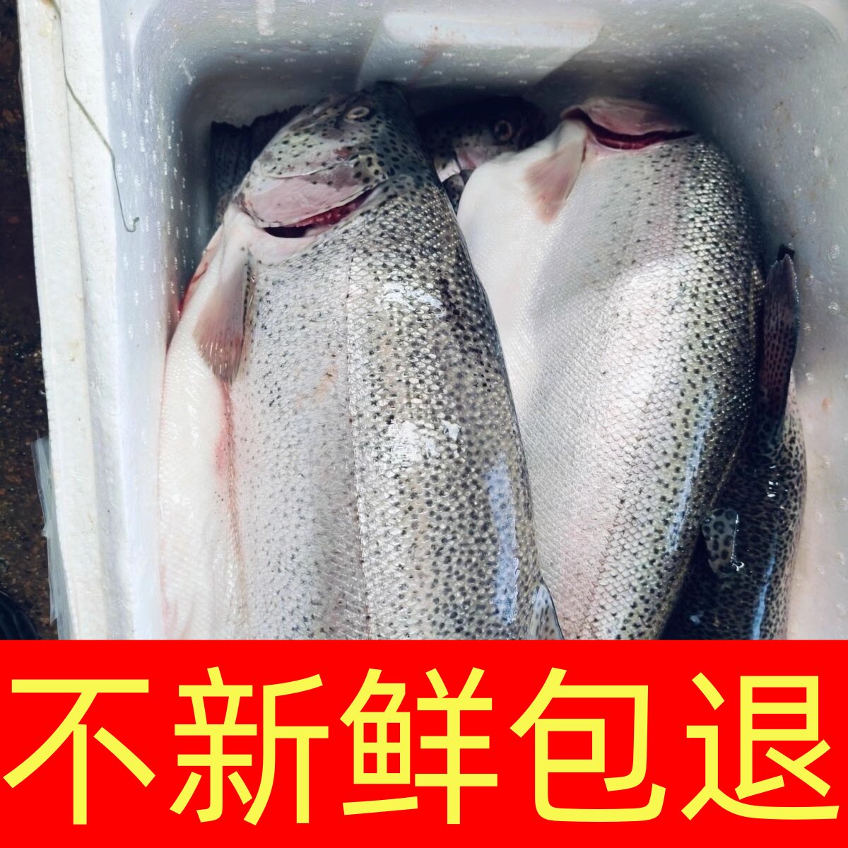 新疆三文鱼一整条辅食鱼扒中段轮