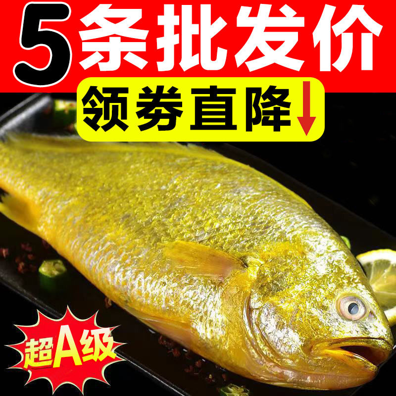 5条黄花鱼新鲜冷冻深海3条大黄黄鱼