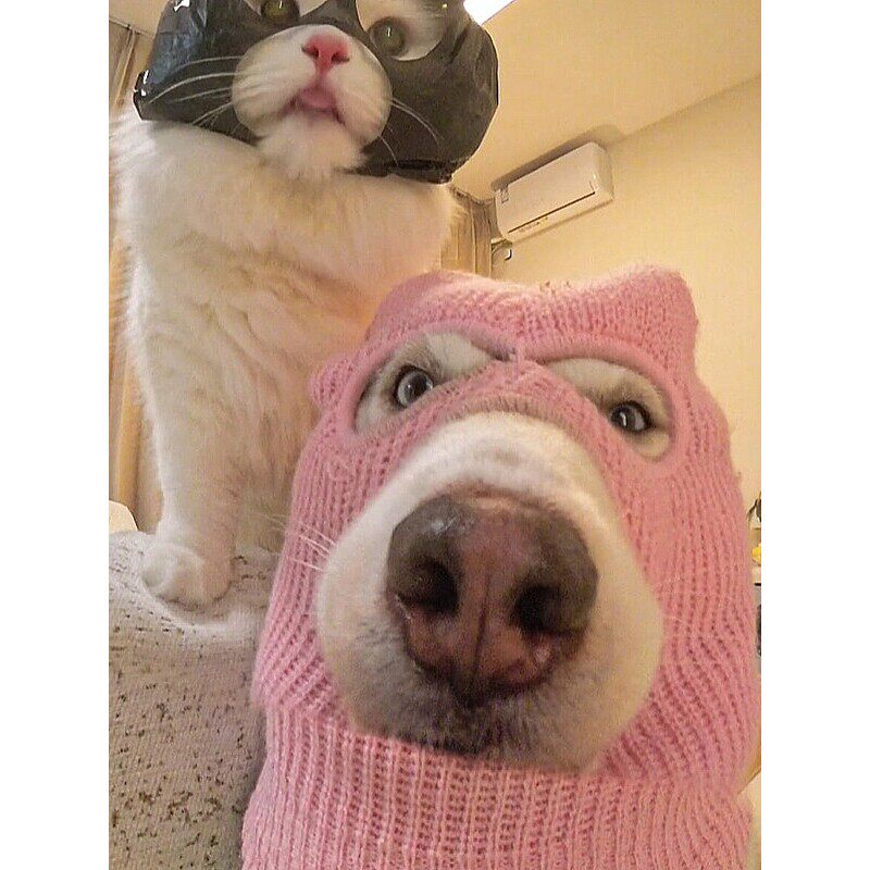 狗狗头套可爱搞笑黑色面具创意宠物帽子cos拍照出片金毛柴犬中型