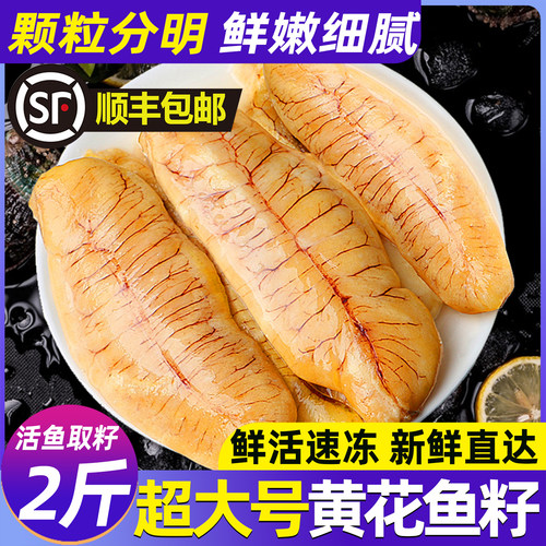 精品超大号霞浦黄花鱼籽新鲜冷冻