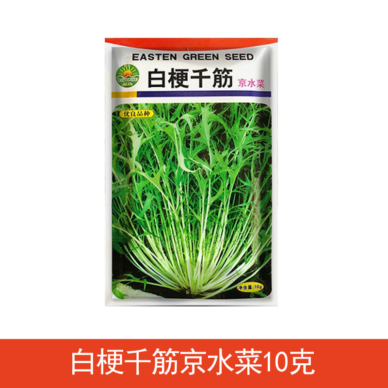 紫晶京水菜种子白梗千筋水晶菜种籽特菜阳台盆栽农家四季蔬菜种孑
