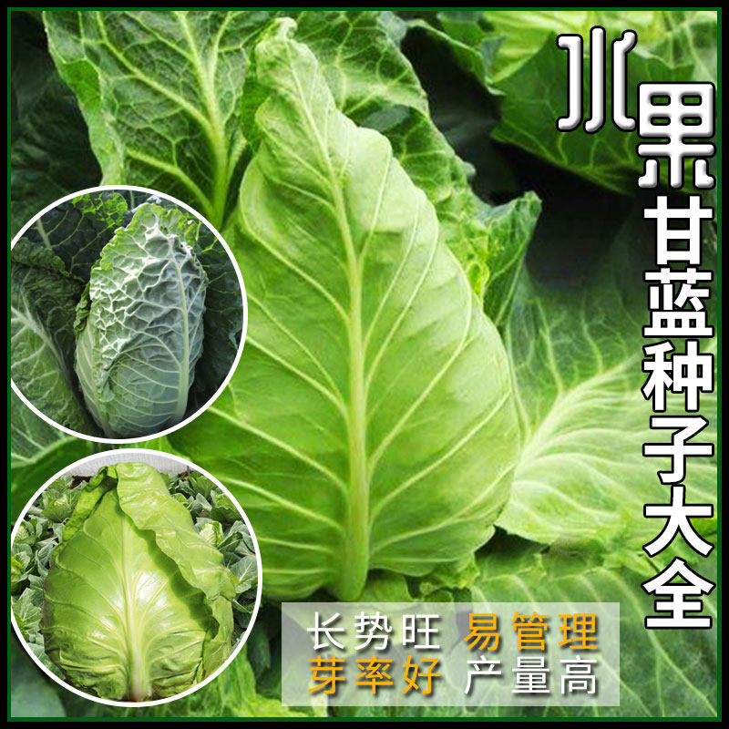 水果甘蓝种子大全春丰牛心炮弹甘兰包菜种籽四季阳台青菜蔬菜种孑