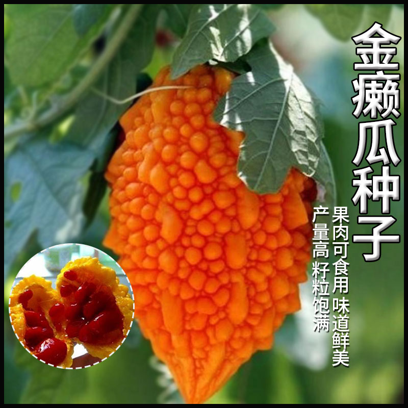 金癞瓜种子特色蔬菜种籽家用庭院园艺瓜果青菜赖瓜籽水果蔬菜种孑