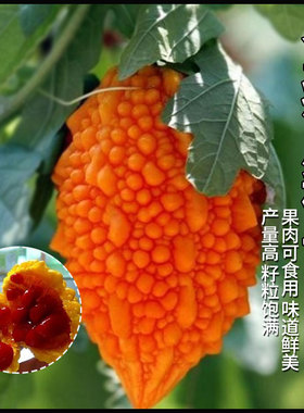 金癞瓜种子特色蔬菜种籽家用庭院园艺瓜果青菜赖瓜籽水果蔬菜种孑