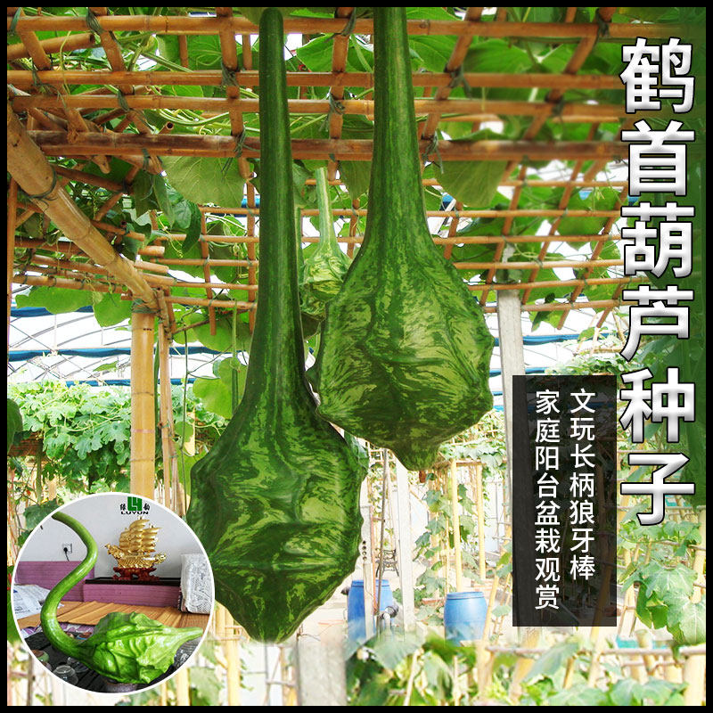 鹤首葫芦种子文玩长柄狼牙棒葫芦种籽四季家庭阳台盆栽观赏葫芦籽