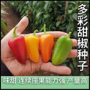 水果椒蔬菜种孑籽 安莎QQ水果甜椒种子甜辣椒种籽农家四季