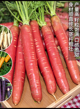 胡萝卜种子大全农家四季蔬菜种籽园艺阳台盆栽紫色水果胡萝卜种孑