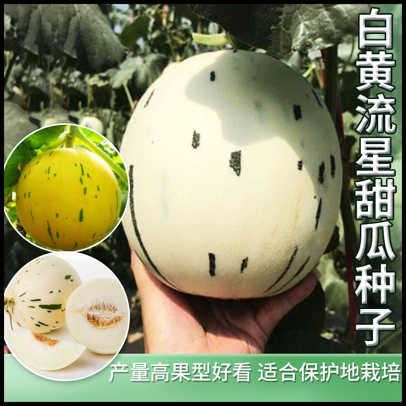 农科院京玉白流星甜瓜种子水果黄流星蜜瓜种籽大香瓜农家蔬果种孑