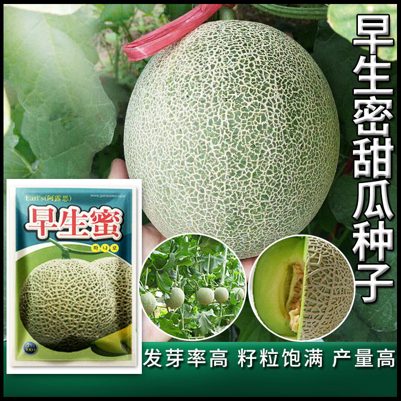 早生蜜阿鲁斯网纹瓜种子阿露思哈密瓜四季甜瓜种籽瓜果水果种孑子
