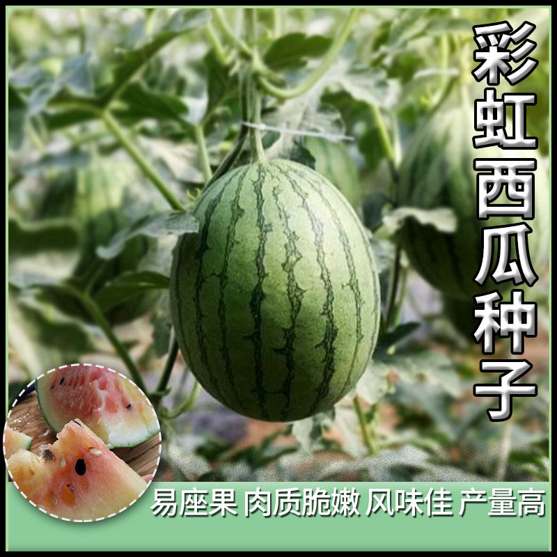 彩虹西瓜种子籽高甜高产农家四季种植瓜果子种籽早熟大棚西瓜种孑