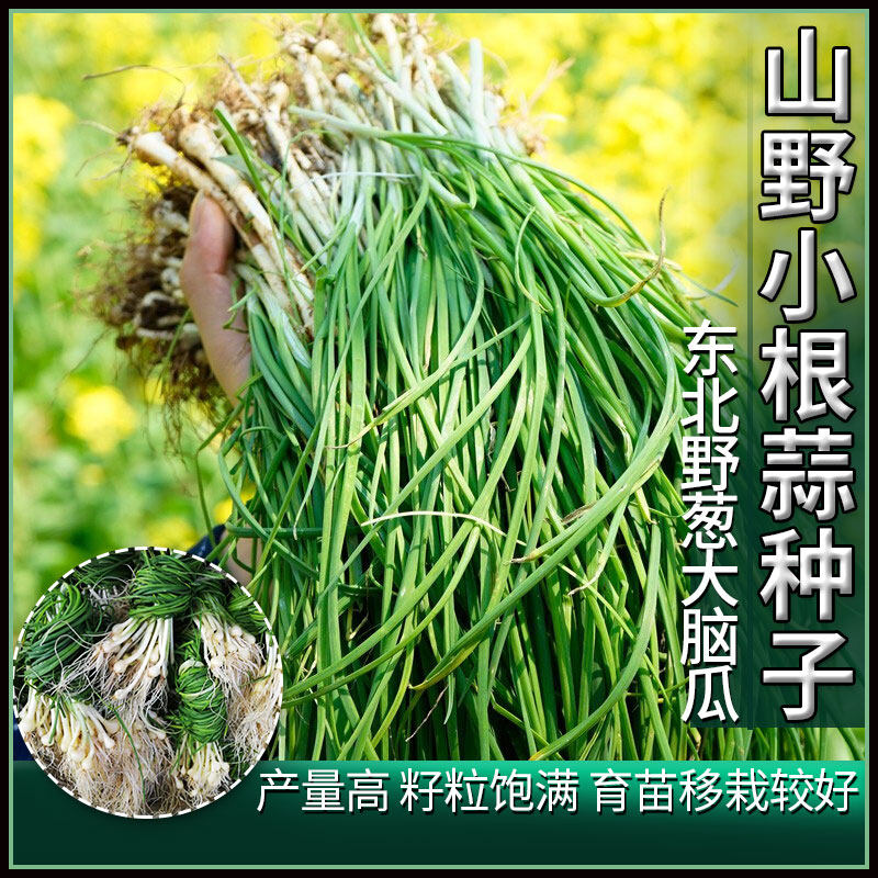 山野小根蒜种子东北野葱大脑瓜腌制咸菜种籽野蒜野生盆栽蔬菜种孑