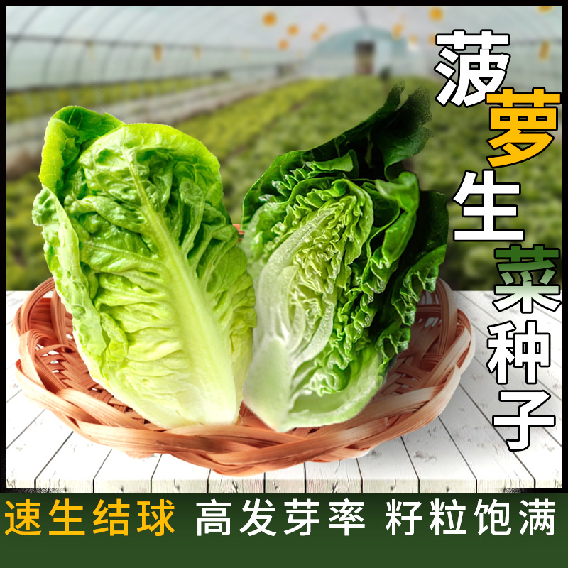 菠萝生菜种子四季包心奶油结球