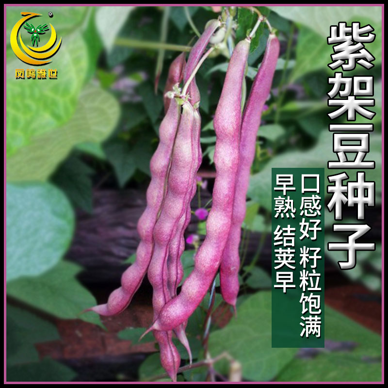 紫架豆四季豆种子秋紫豆豆角种籽无筋农家春四季菜籽蔬菜种孑