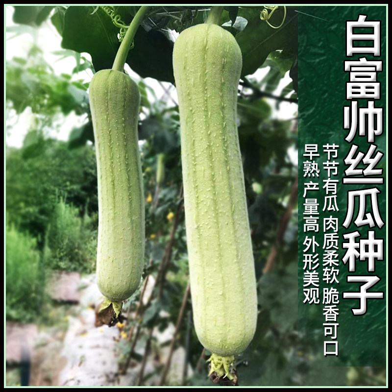 白富帅白丝瓜种子农家蔬菜种籽新品种四季播种农科所培育丝瓜种孑