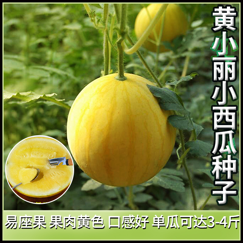 黄小丽圆形礼品小西瓜种子农场黄皮黄肉西瓜种籽盆栽瓜籽西瓜种孑