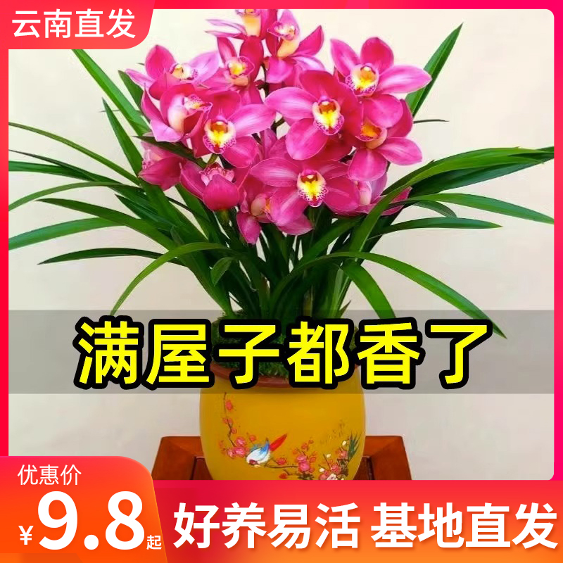 兰花苗浓香型四季开花