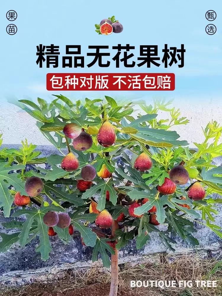 果苗特大矮化南方四季种植盆栽