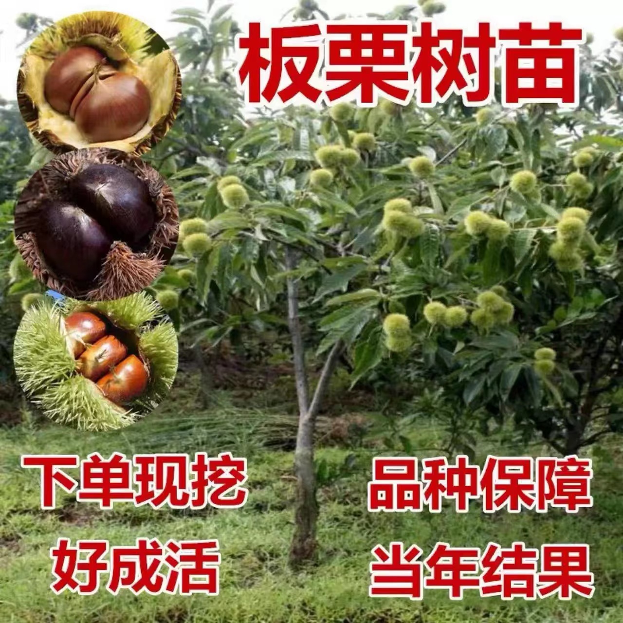 板栗苗树嫁接地栽南方北方种植大红袍当年结果特大板栗树果树果苗-封面