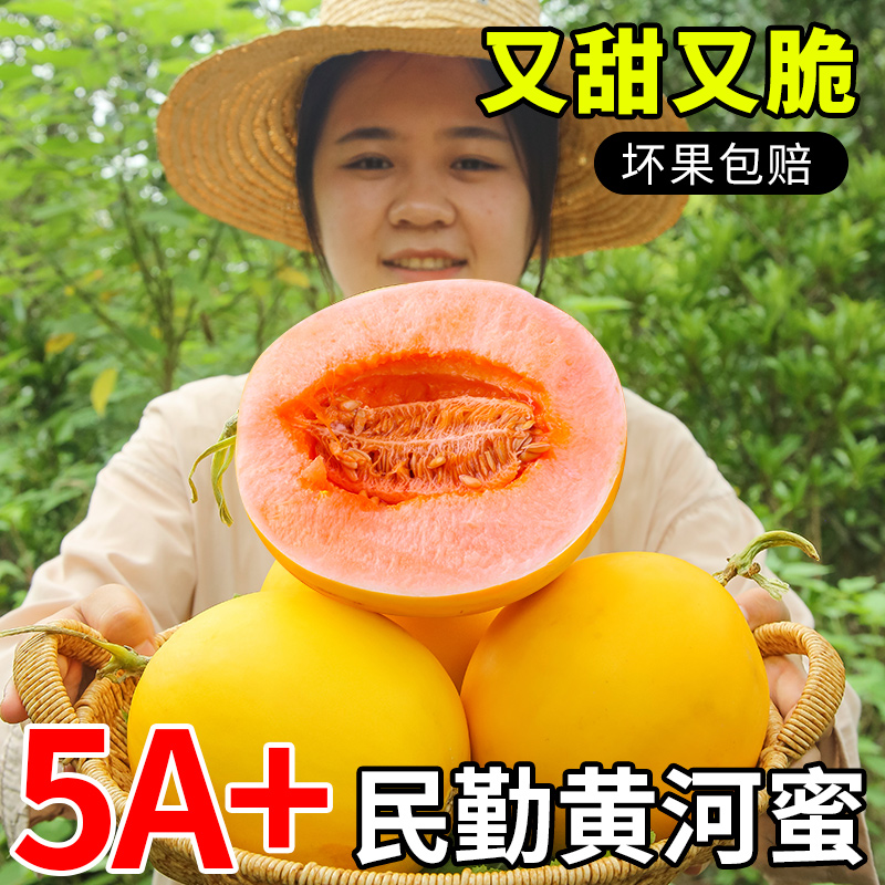 5A级民勤黄河蜜瓜！更甜更好吃！