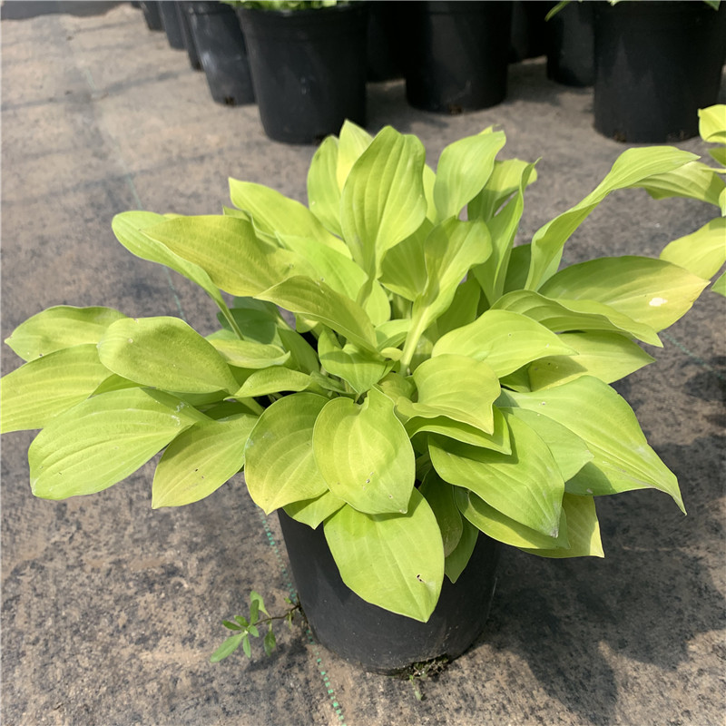 新镜 玉簪花盆栽 庭院阳台多年生植j物耐阴花卉耐热观叶植物